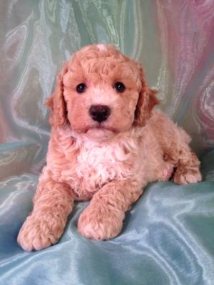 Bichon poo breeders in Iowa with Poochon, Bichon Poodle, Bich-poo, and Mixed breed Puppies for Sale